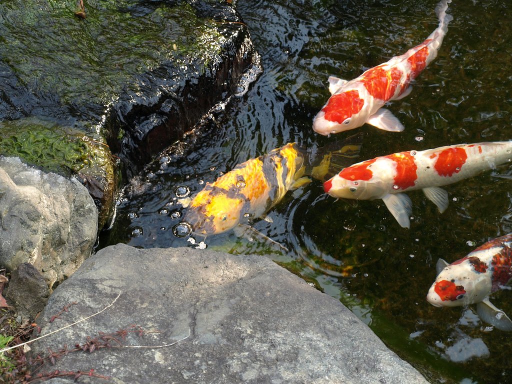 餌くれないの？