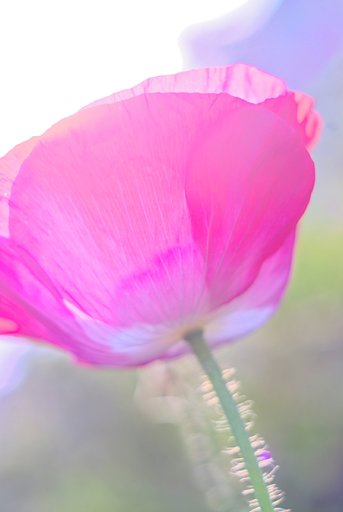 「植」朝日に溶けこむ