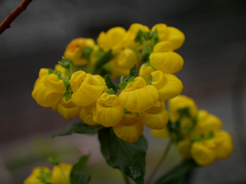 丸いお花はなんだろう