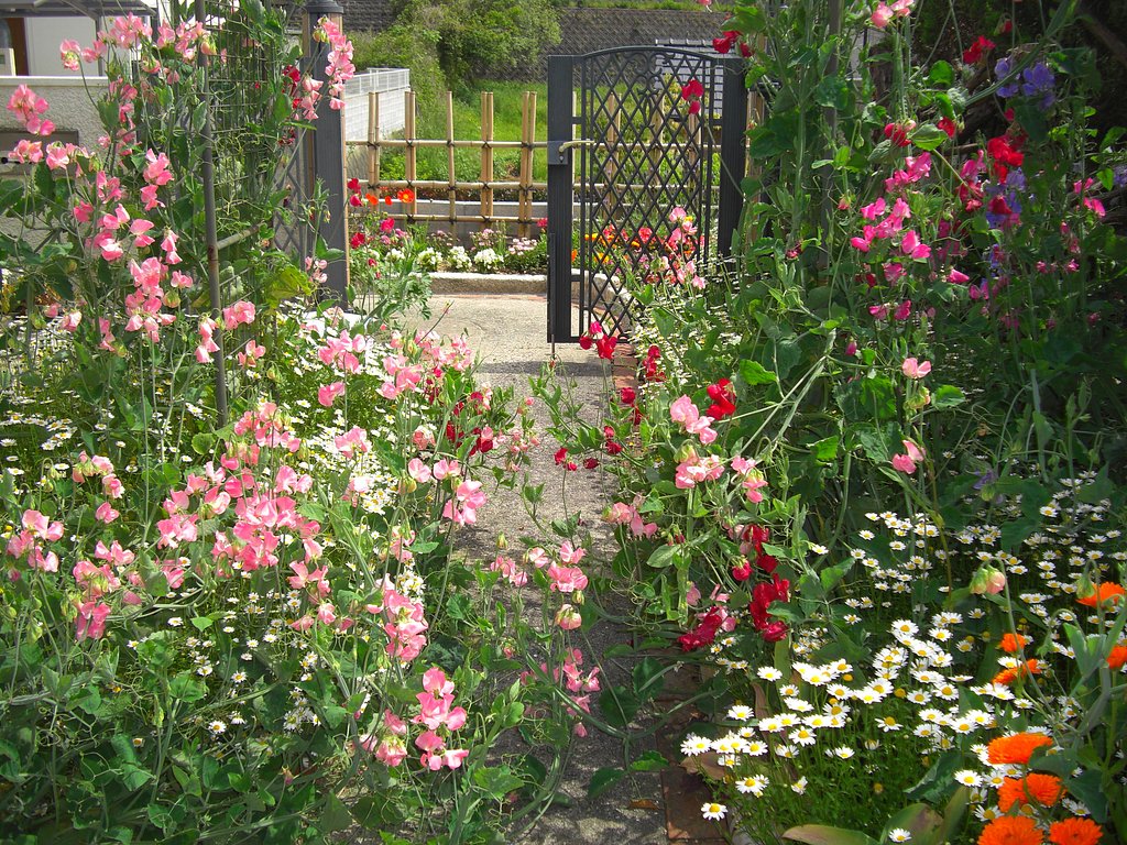 My garden
