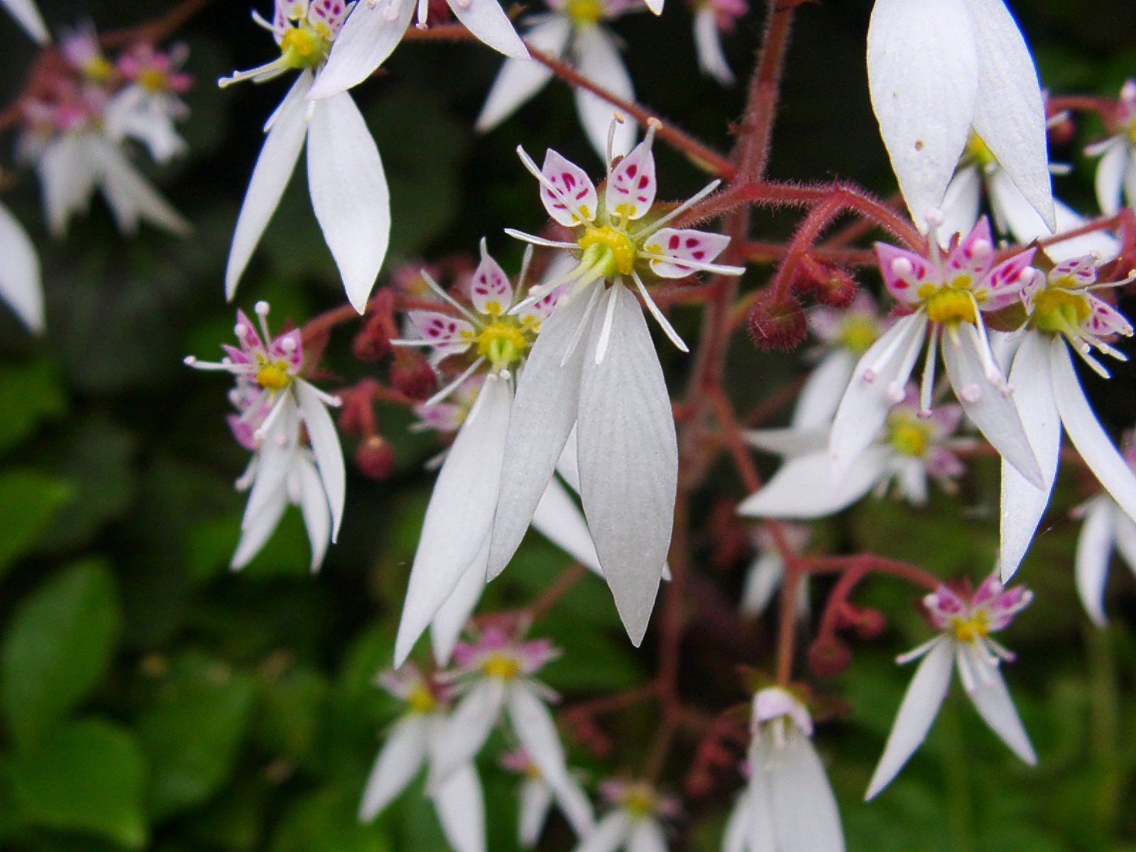 ユキノシタの可憐な花