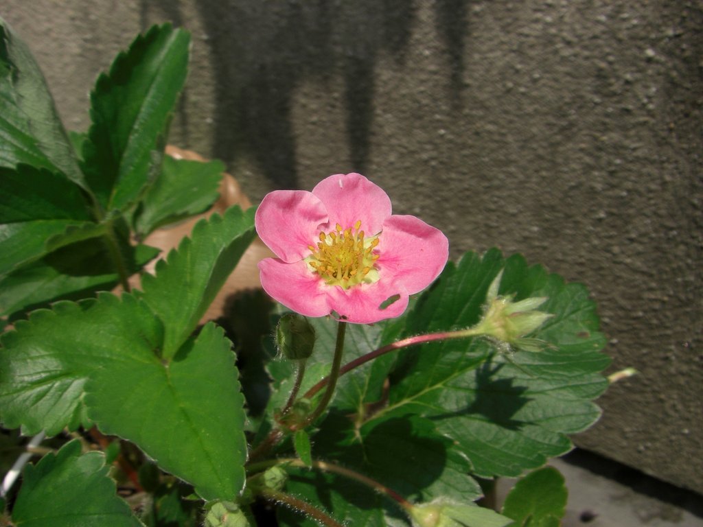 イチゴの赤い花
