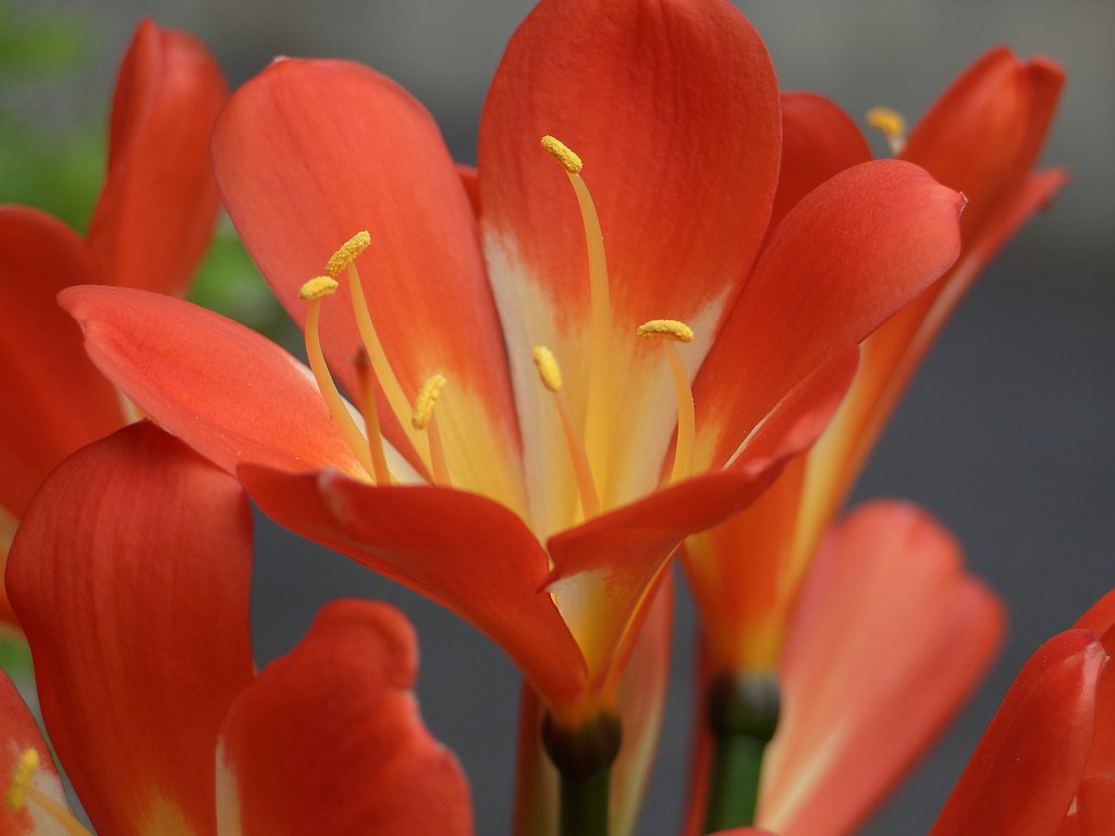 庭の花⑨