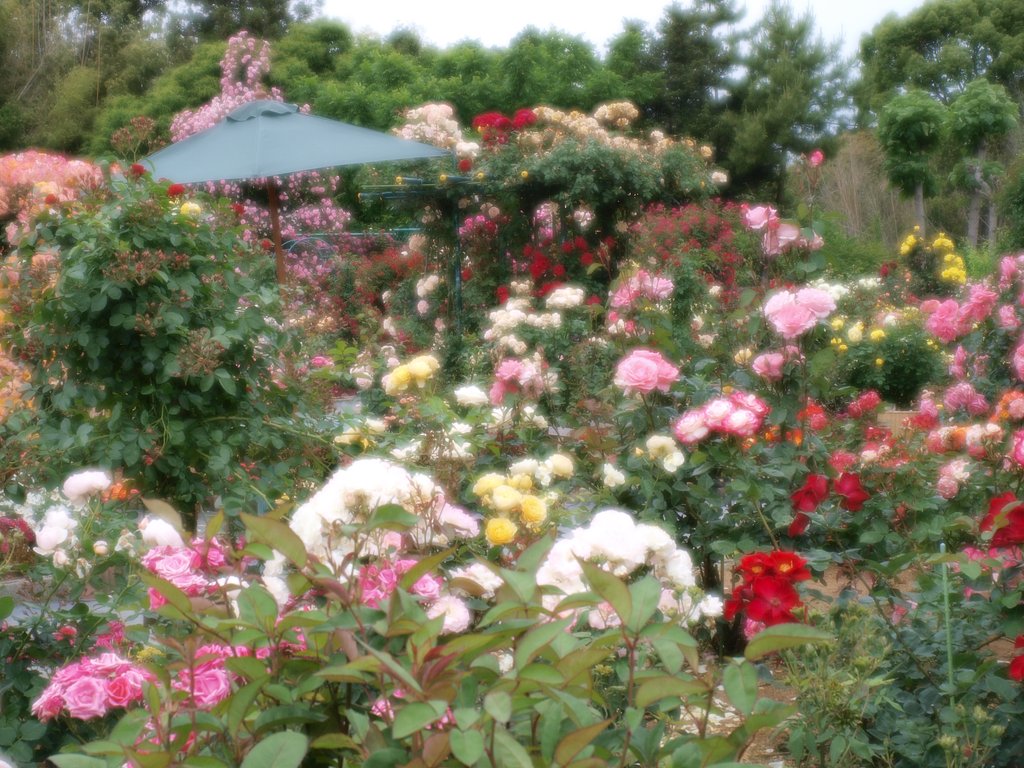 【植】まるまる薔薇研究畑