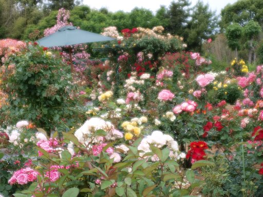【植】まるまる薔薇研究畑