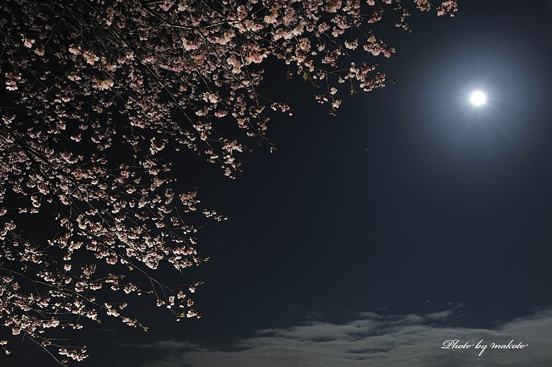 月夜の桜