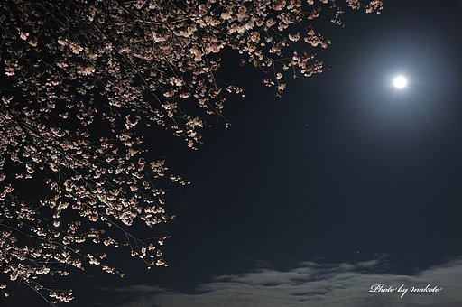 月夜の桜