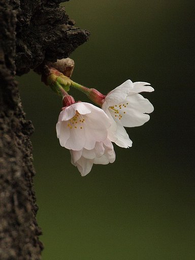 「淡紅色の開花」
