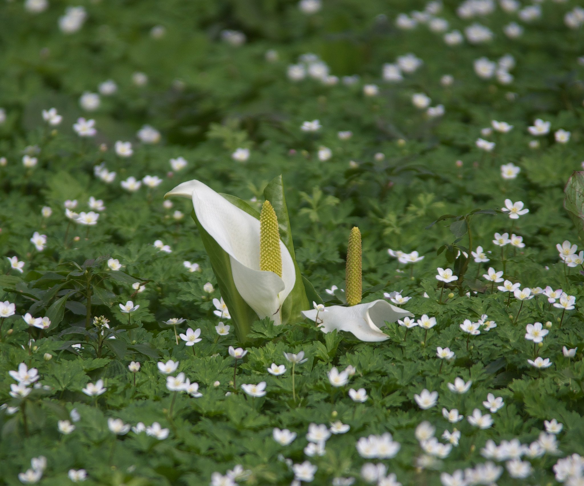 水芭蕉　囲まれて