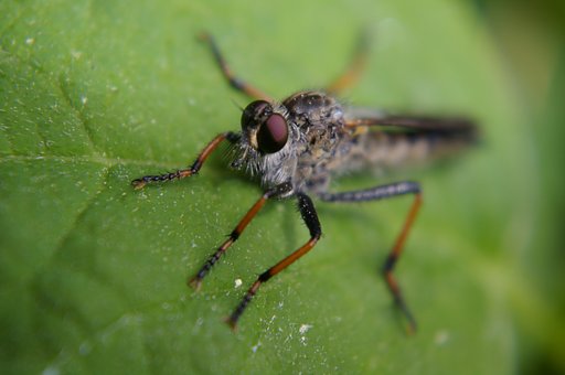 The insect
