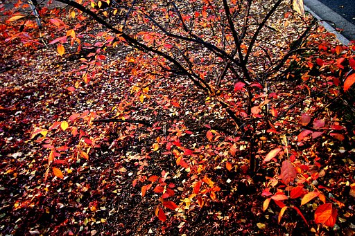 紅葉終焉