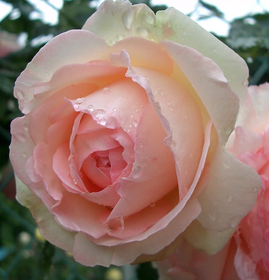 〜雨の日の薔薇〜