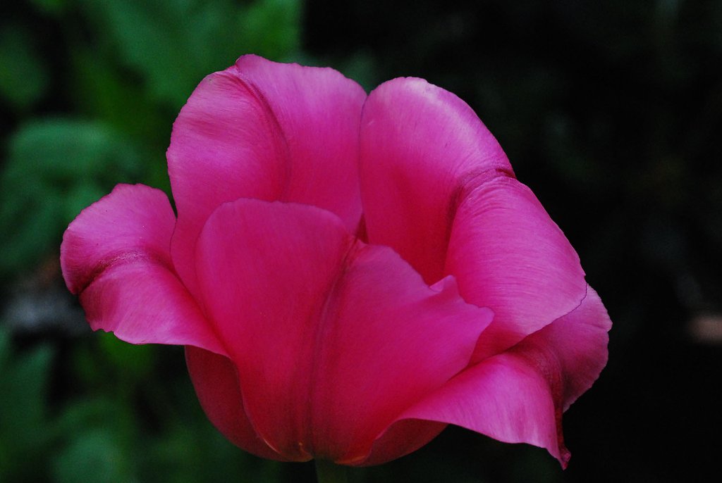 薔薇のようなチューリップ
