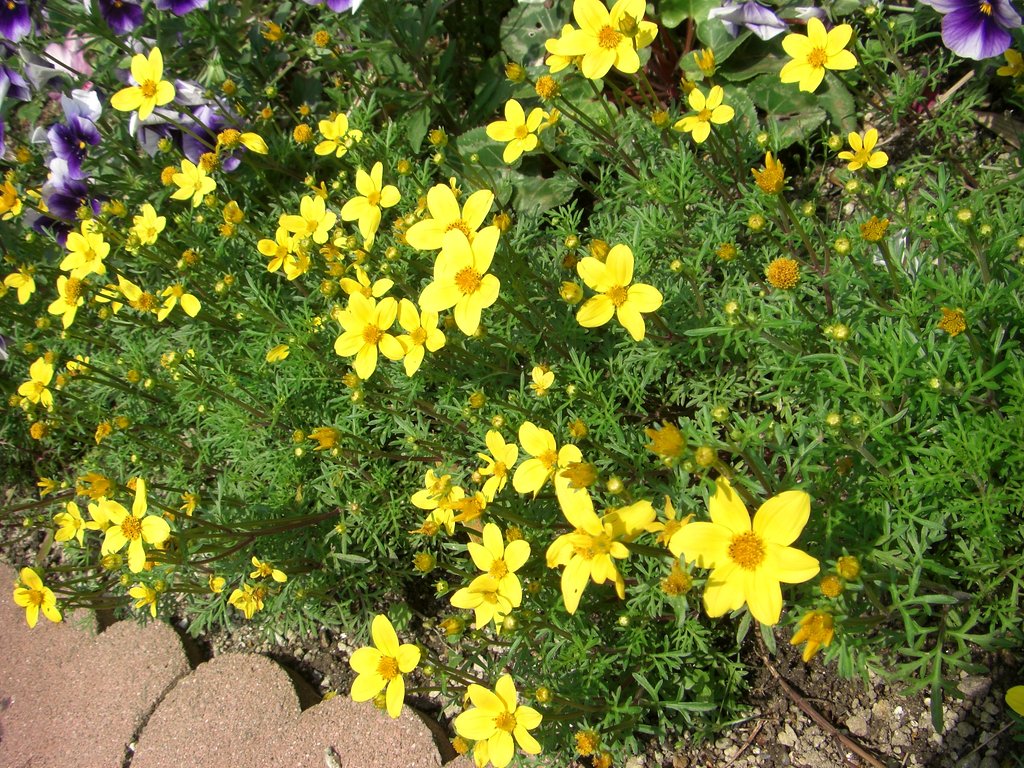 黄色い花は何でしょうか？