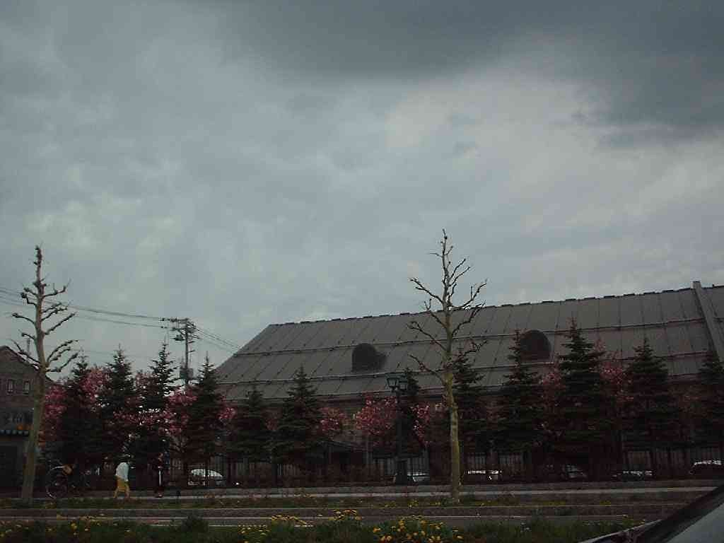 【植】桜