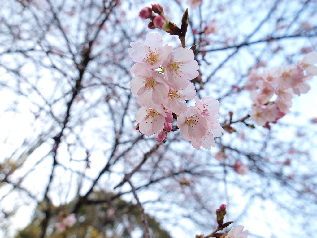 早生桜・・