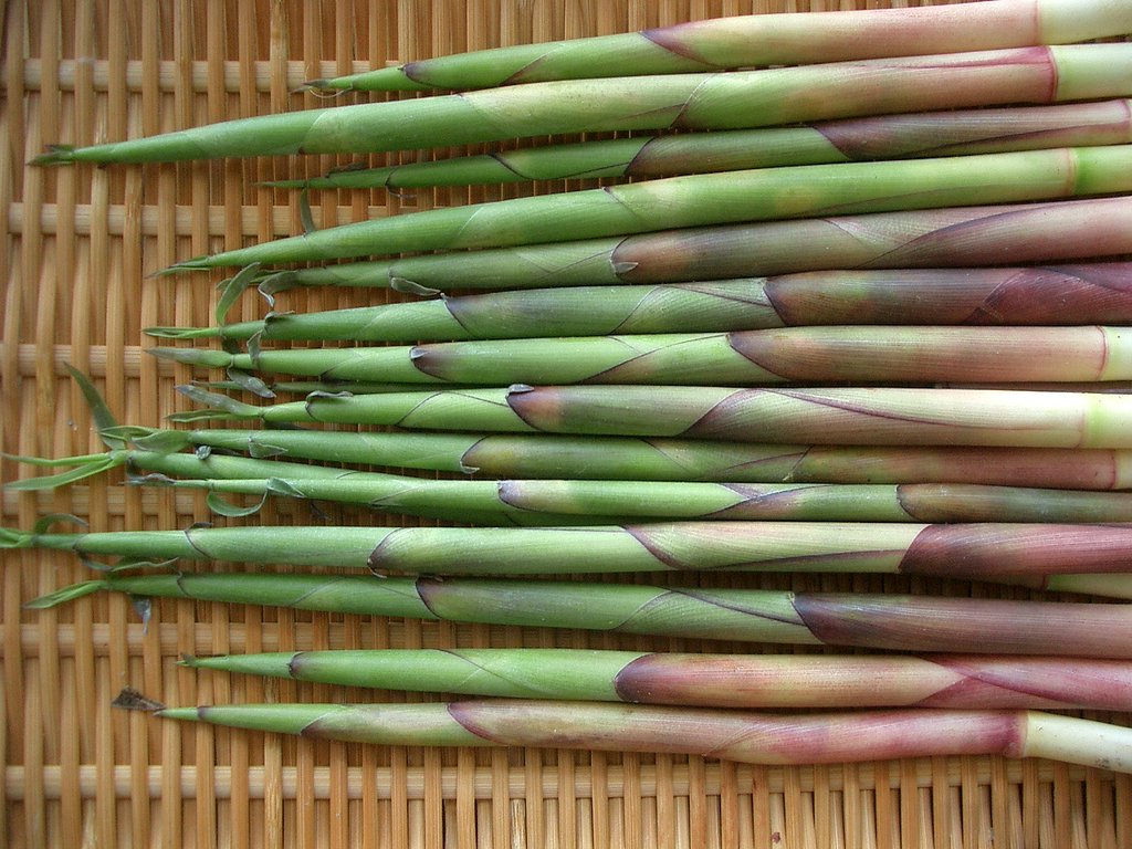 〜山菜（竹の子）〜