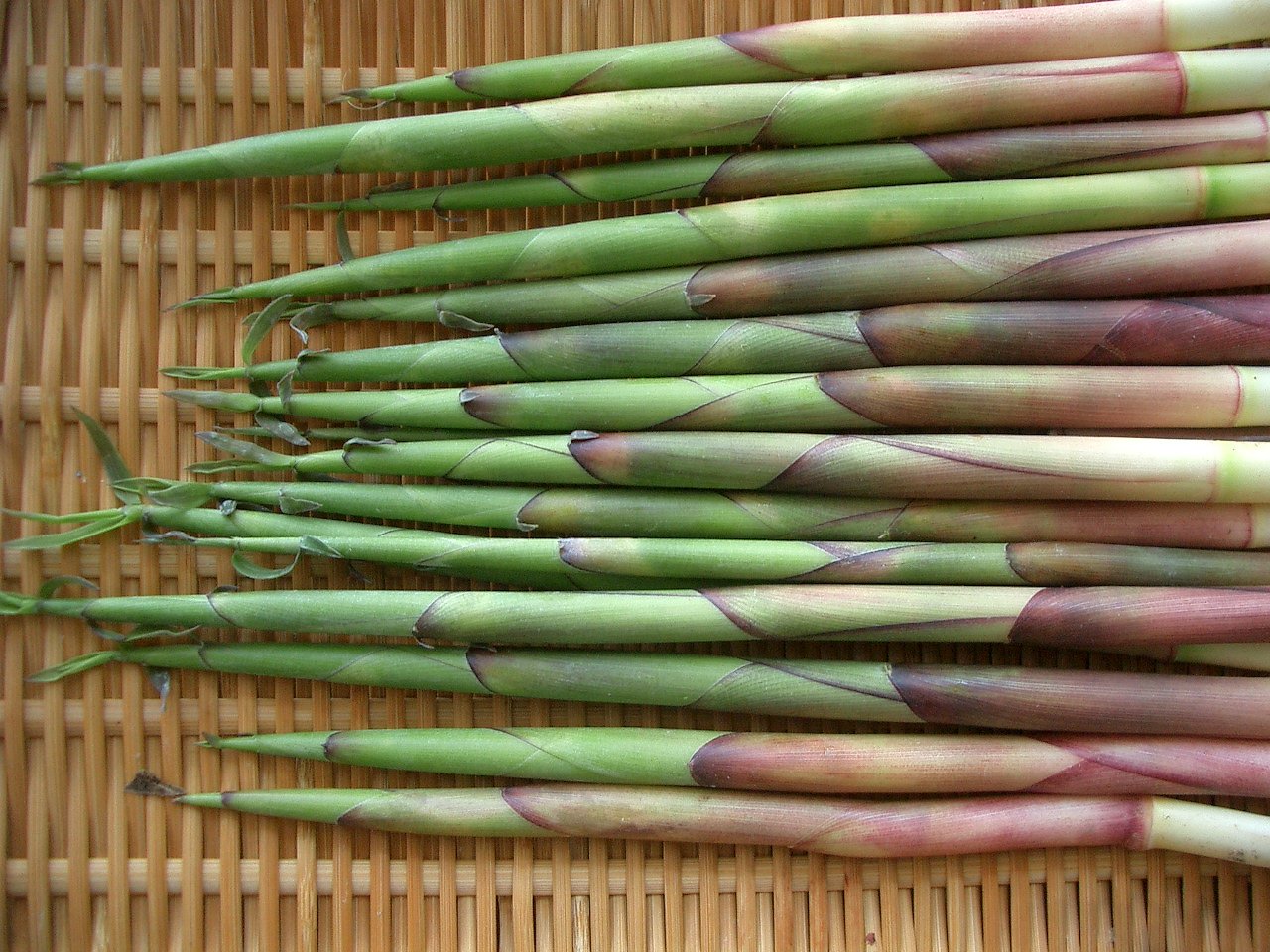 〜山菜（竹の子）〜