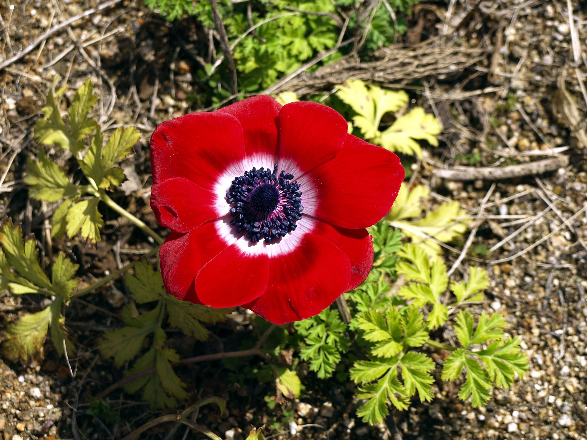 【赤】球根の花