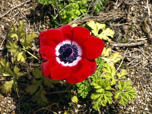 【赤】球根の花