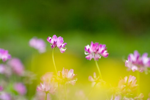 ふるさとの花