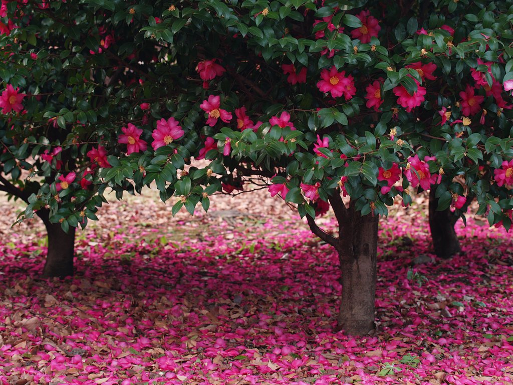 落花の美