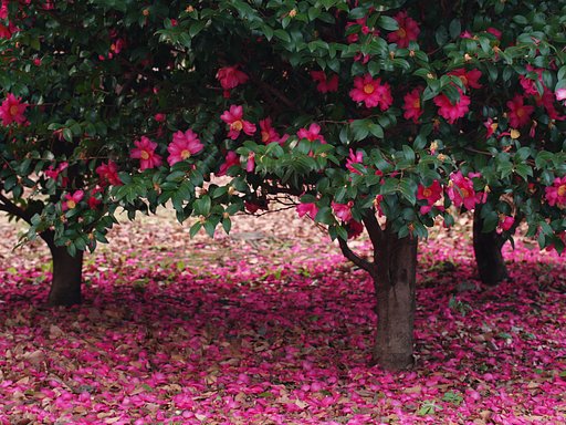 落花の美