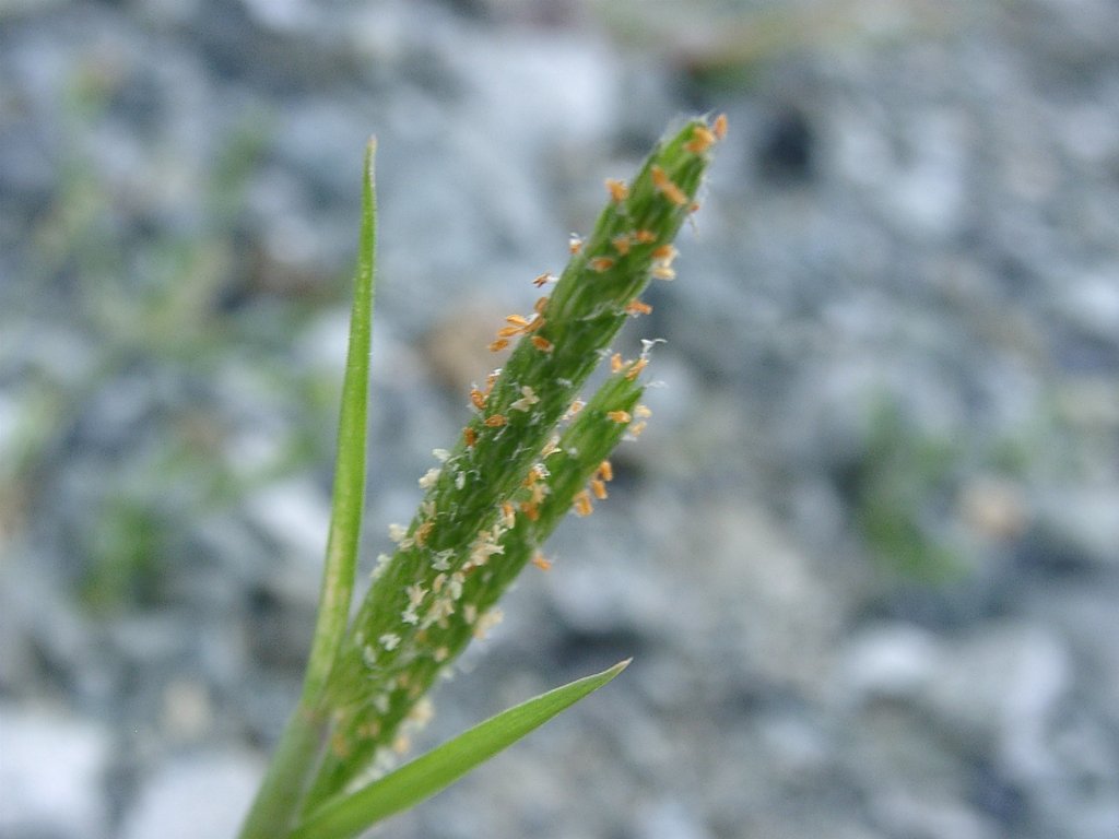 雑草シリーズ⑤