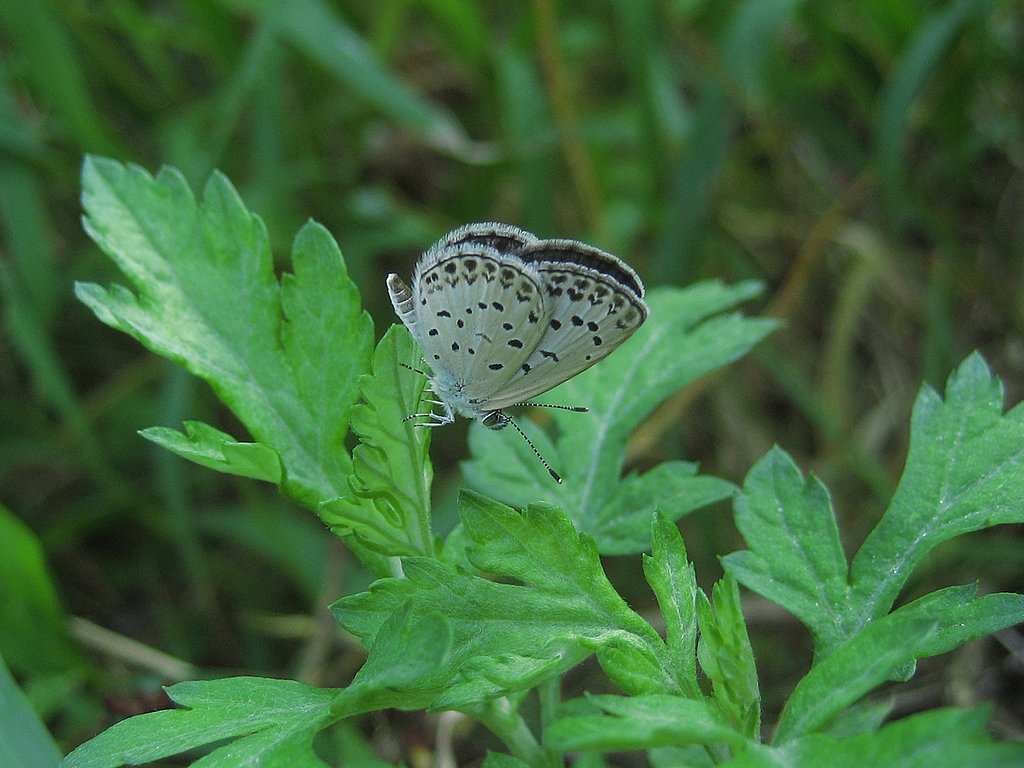 【植】朝の草が好き