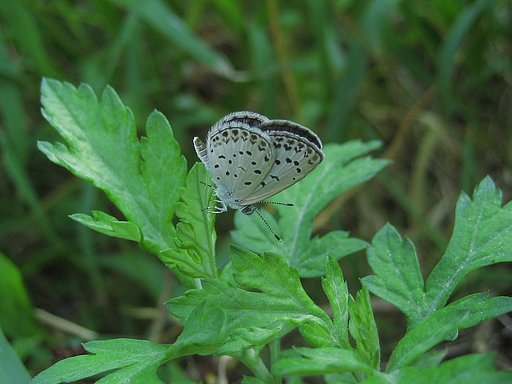 【植】朝の草が好き