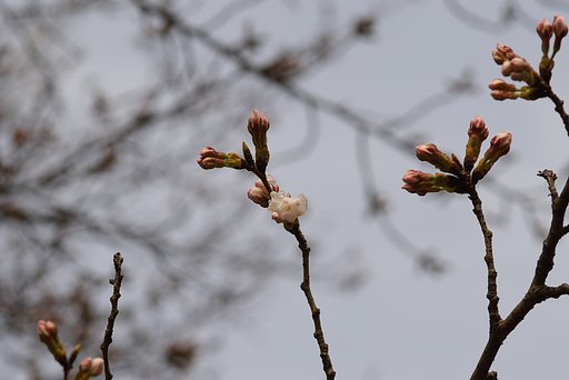 智光山公園からのたより