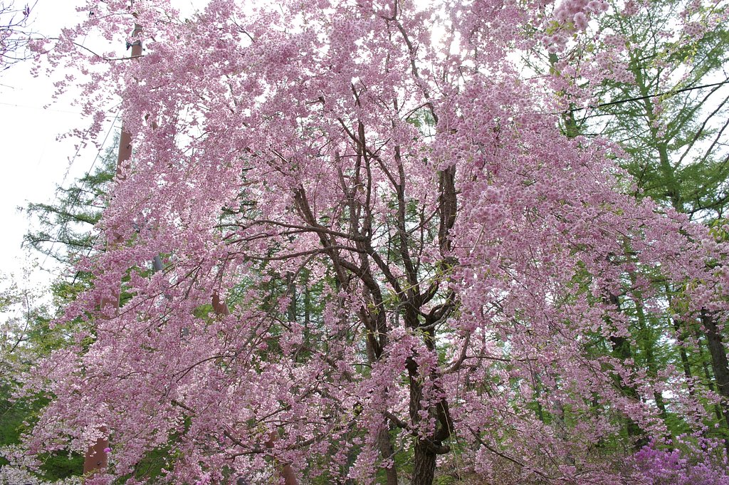 富士桜