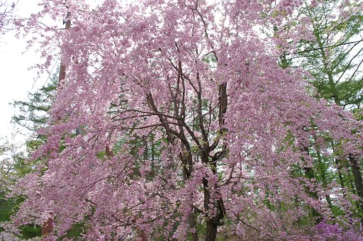 富士桜