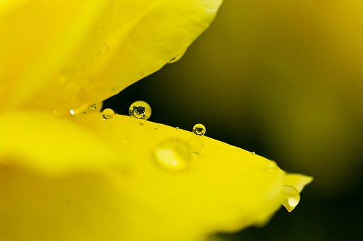 丸い妖精たち