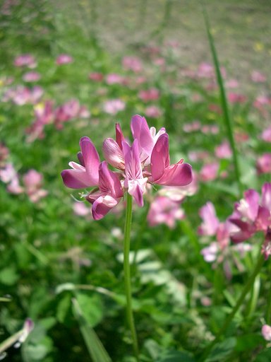 〜蓮華草〜