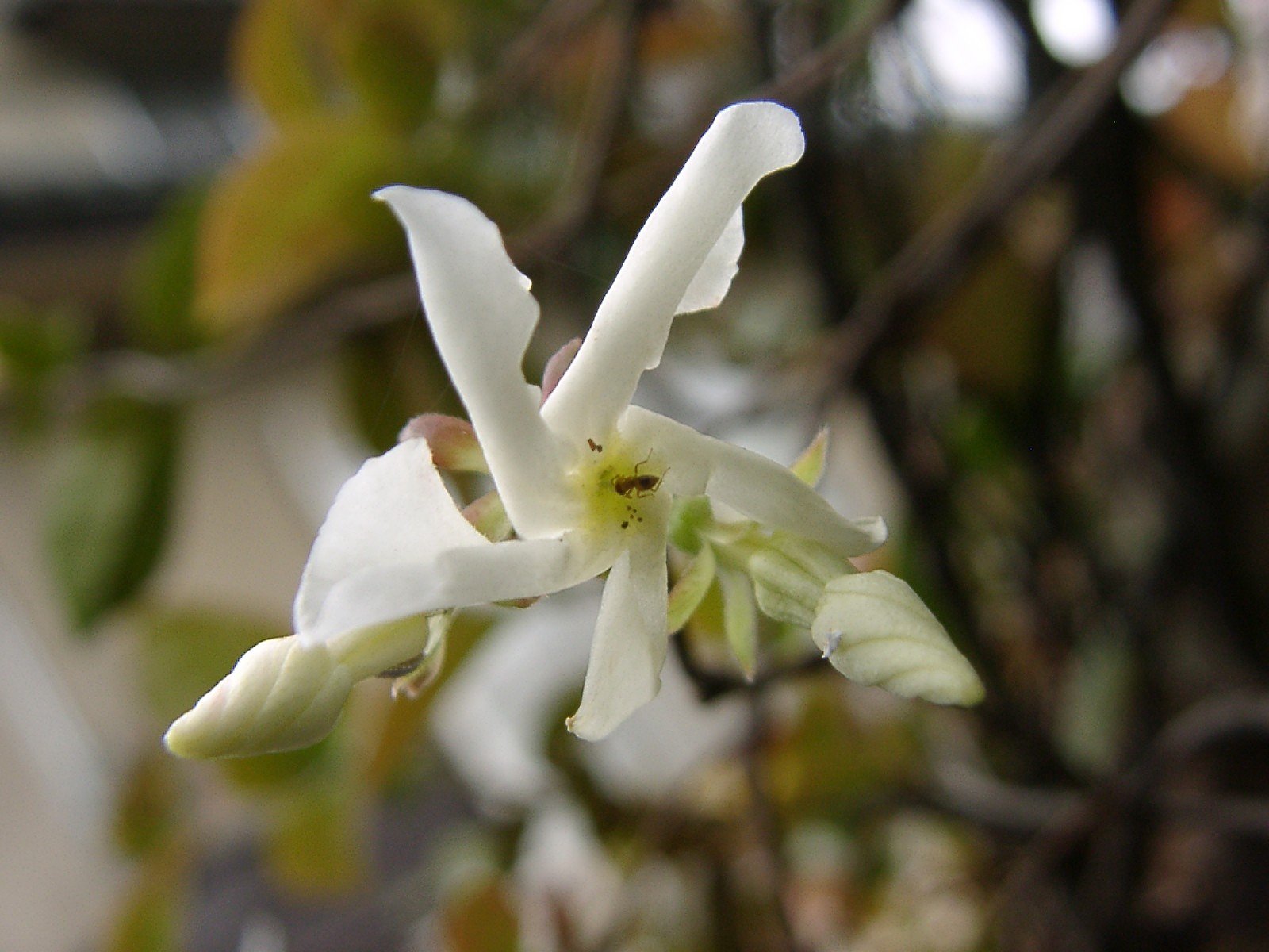 ハツユキカヅラの花と蟻