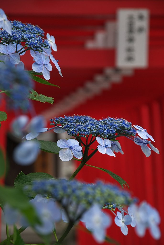 朱に溶けて
