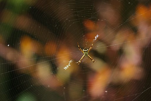 獲物がかかるまでじっと我慢
