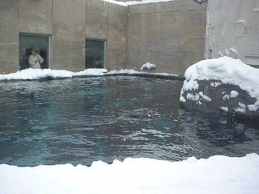 雪の降る中