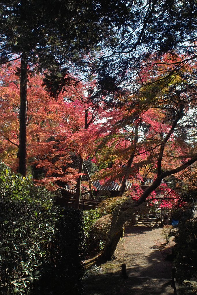 紅葉