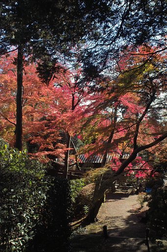 紅葉