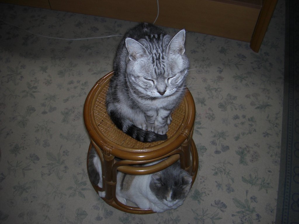 猫は賢いのかな？