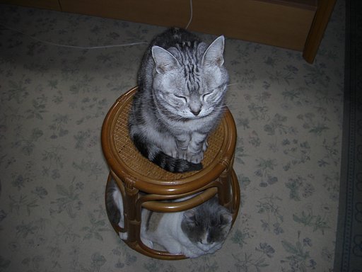 猫は賢いのかな？