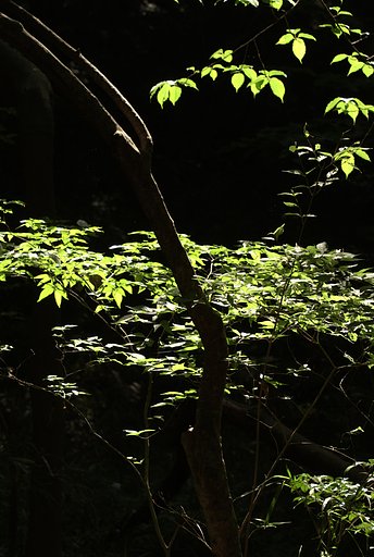 「植」朝の柔らかい陽を浴びて