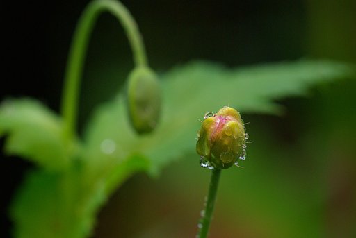 雨上がりのポピーの蕾（つぼみ）