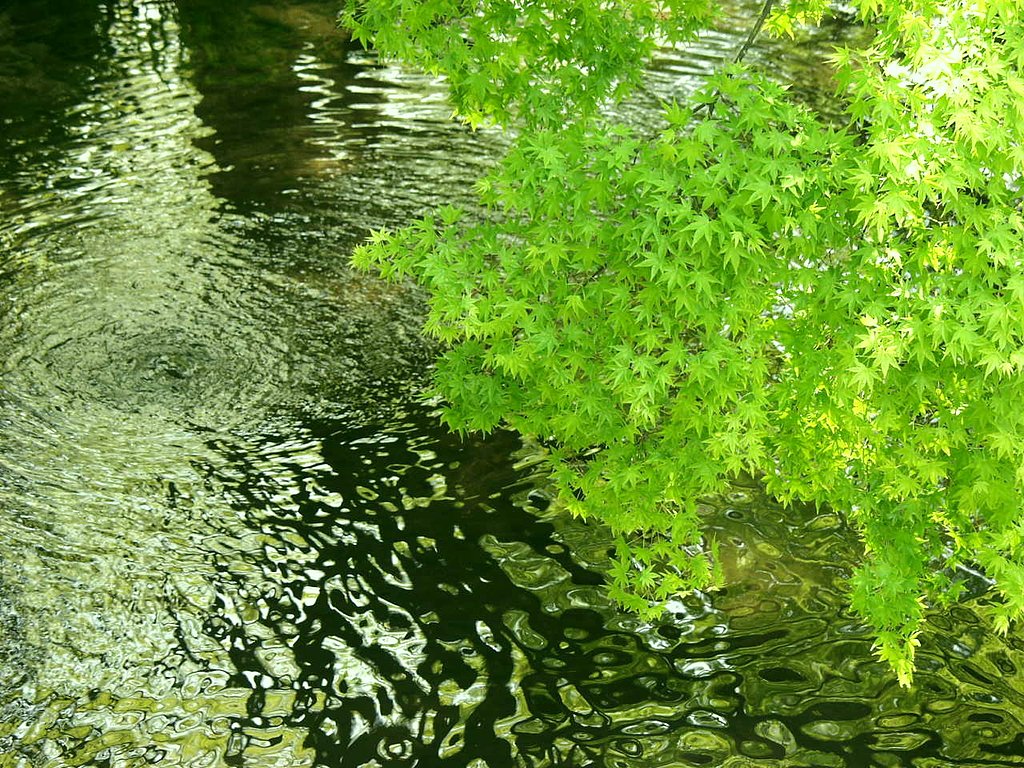 金鱗湖の湧水