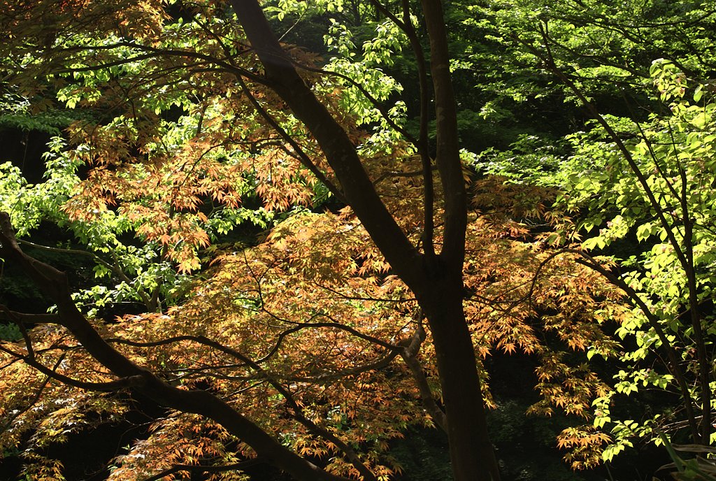 「植」まだ5月だよ？