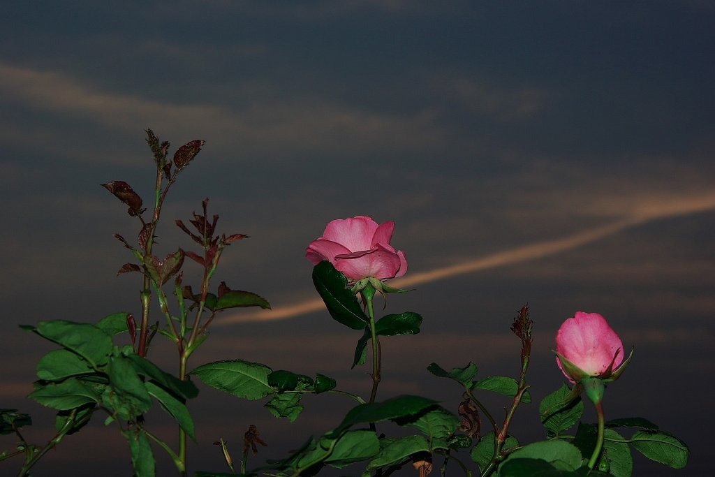 斜陽の薔薇