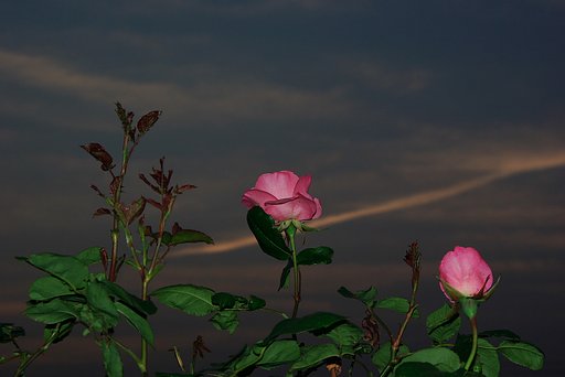斜陽の薔薇