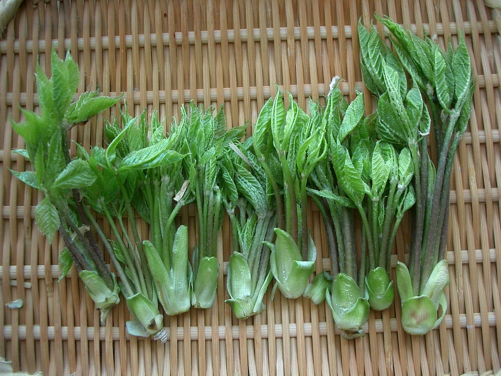 〜山菜（コシアブラ）〜